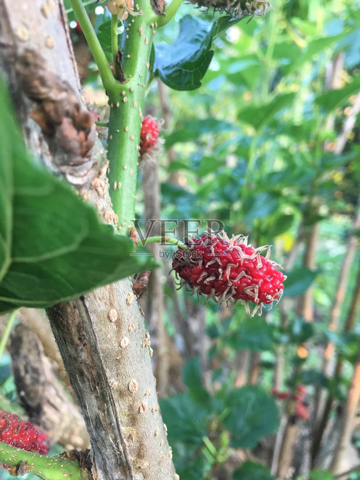 美丽的桑树果实在花园里照片摄影图片