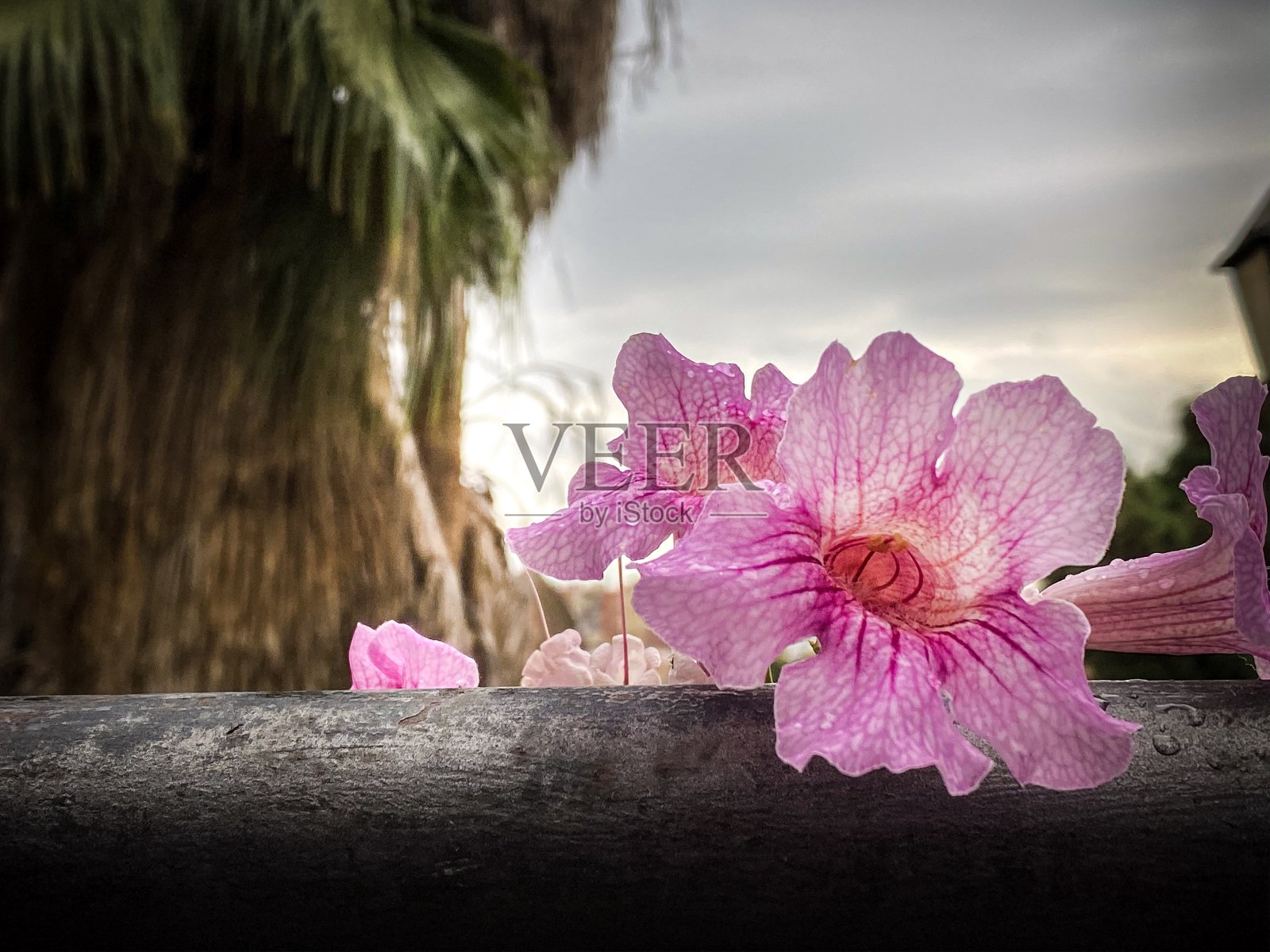 粉红色花的心情照片摄影图片