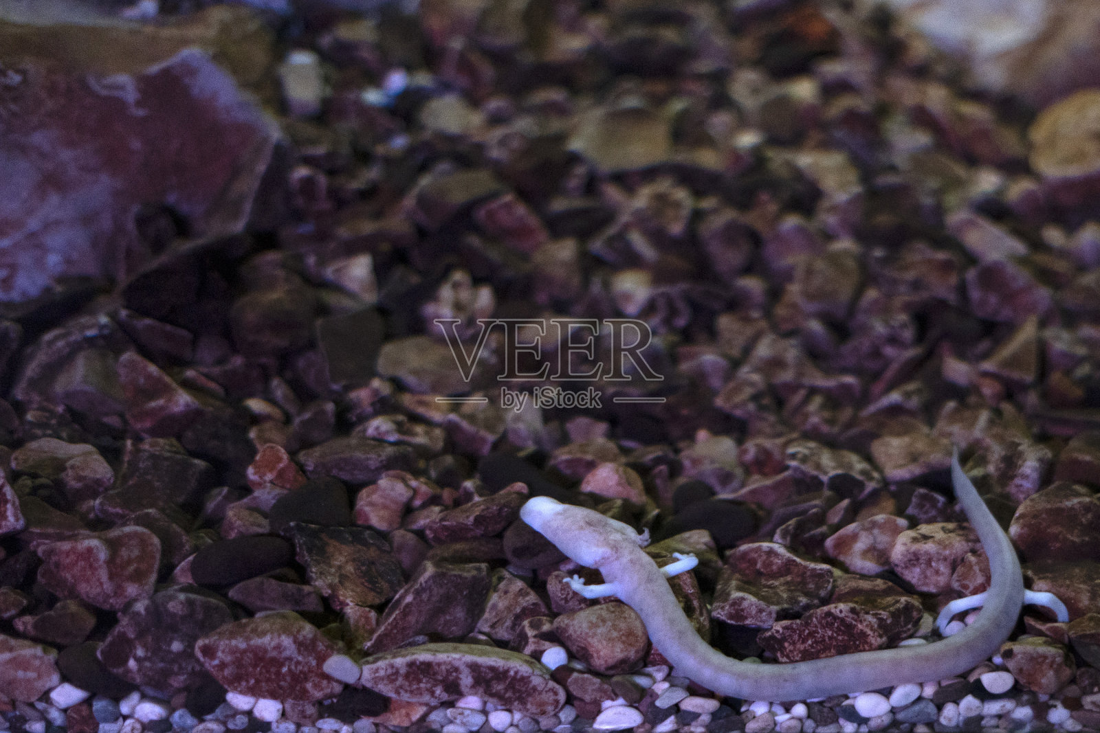 洞穴水里的史前盲粉蝾螈照片摄影图片