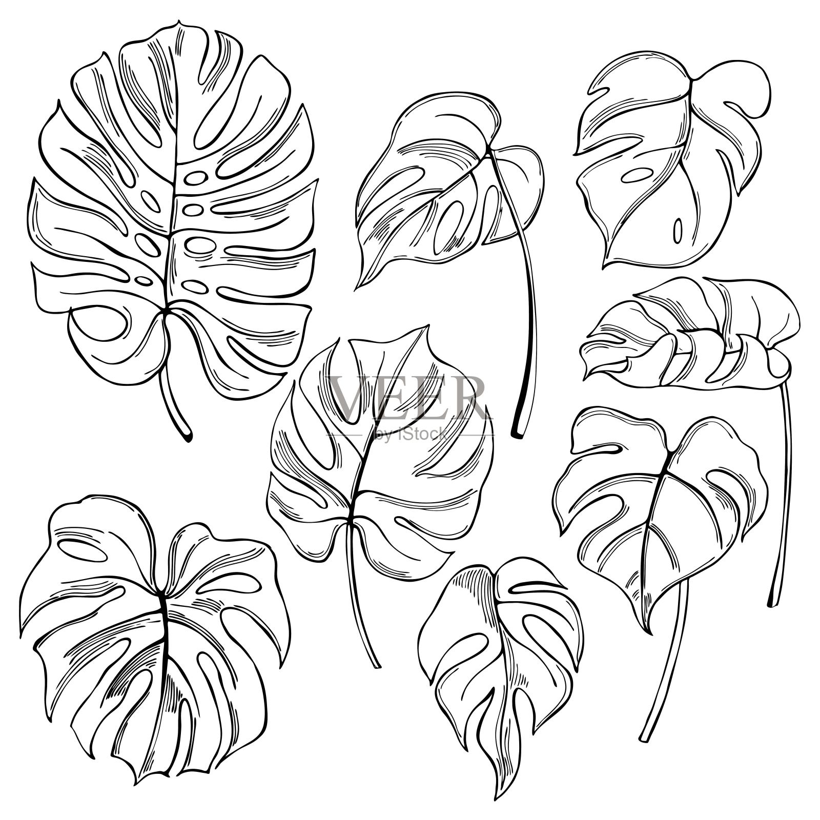 手绘热带植物。蓬莱蕉树叶。插画图片素材