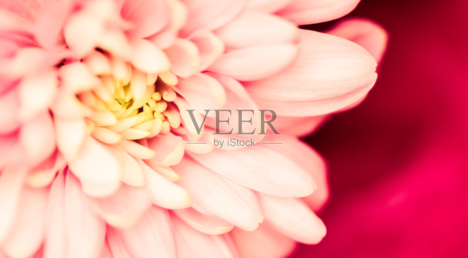 摘花背景，粉红色菊花花。宏图花卉背景假日品牌设计照片摄影图片