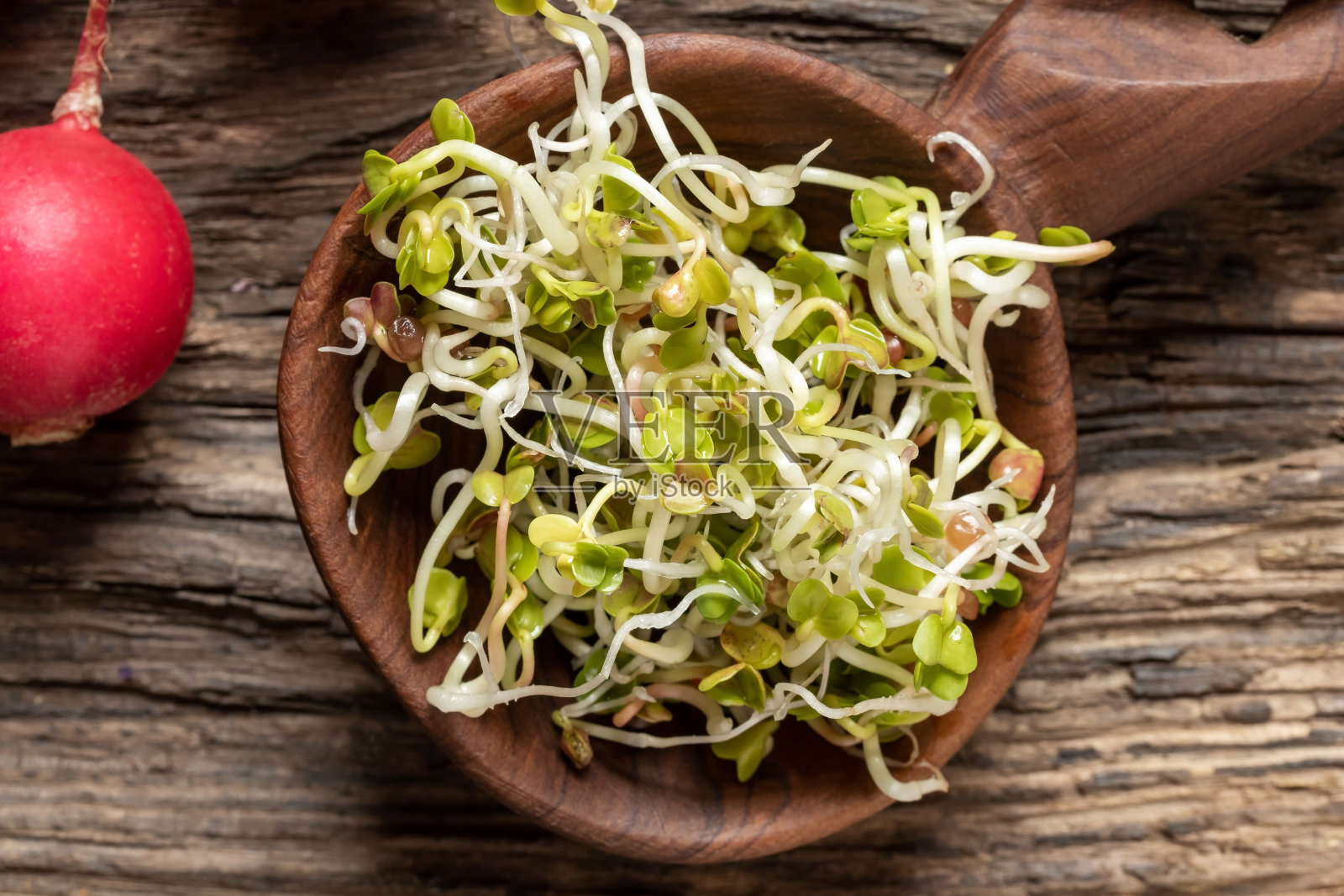 新鲜生长的萝卜芽照片摄影图片