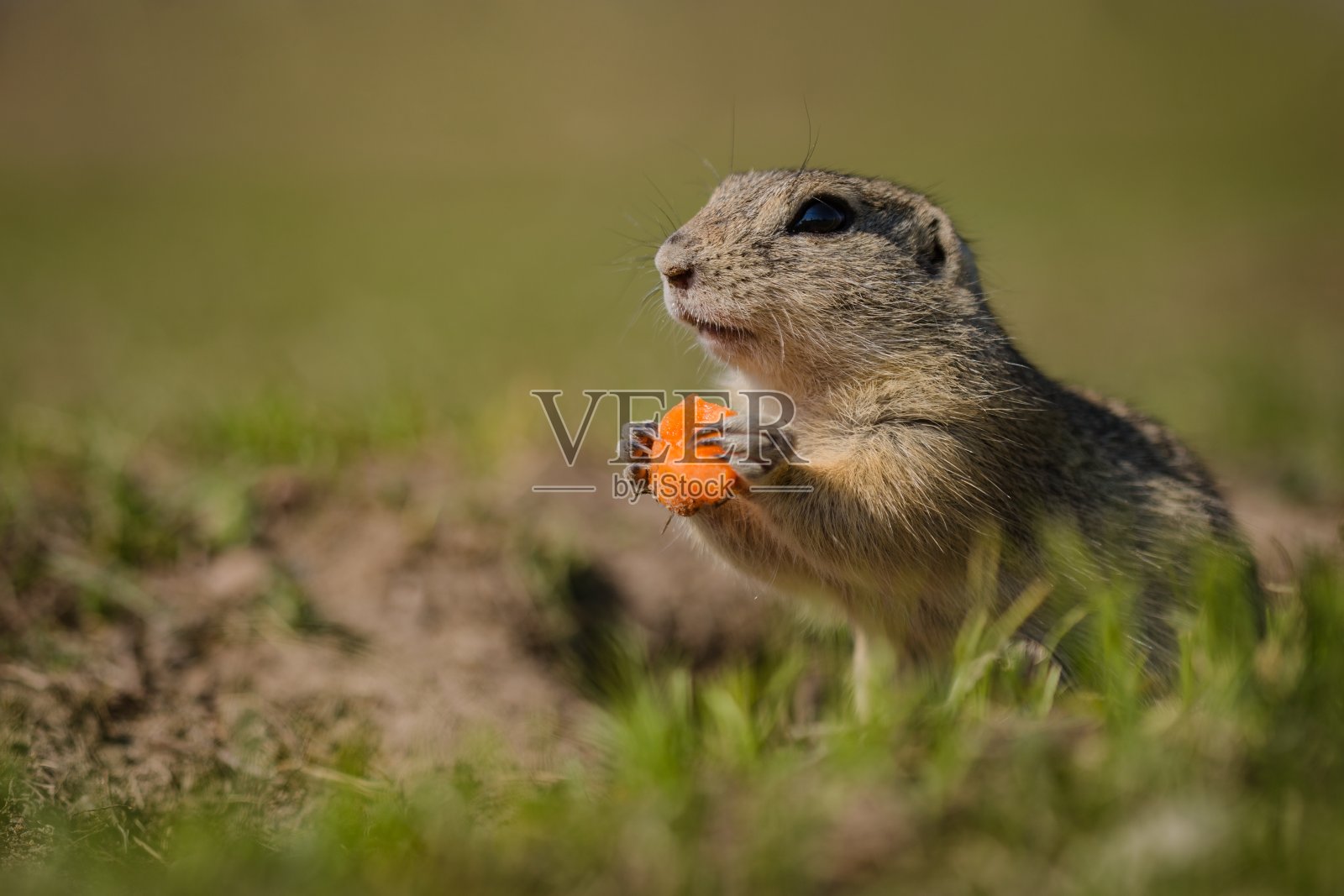 饥饿的棕色欧洲地松鼠照片摄影图片