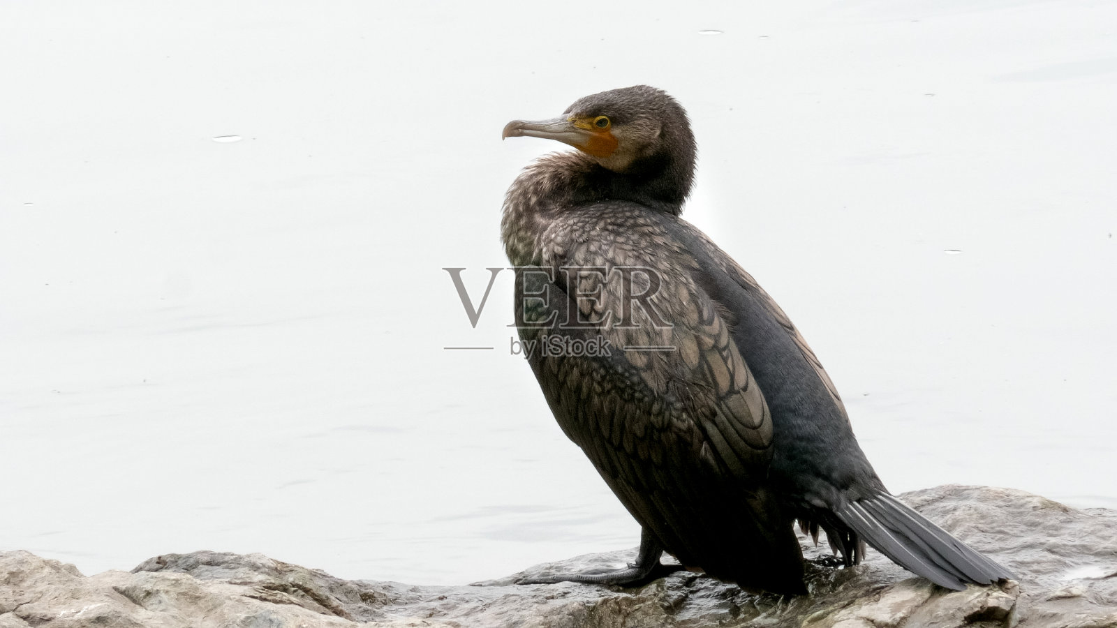 近距离拍摄的日本鸬鹚旁边的桂河照片摄影图片