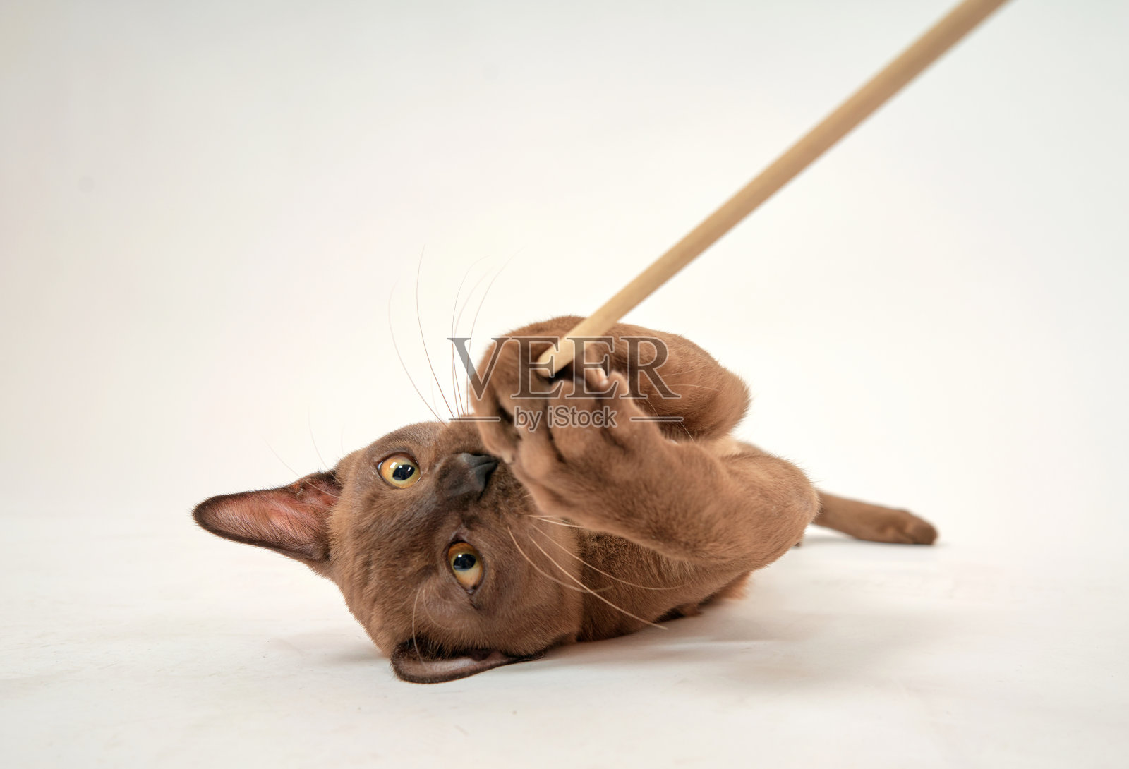 白色背景上的灰色小猫照片摄影图片