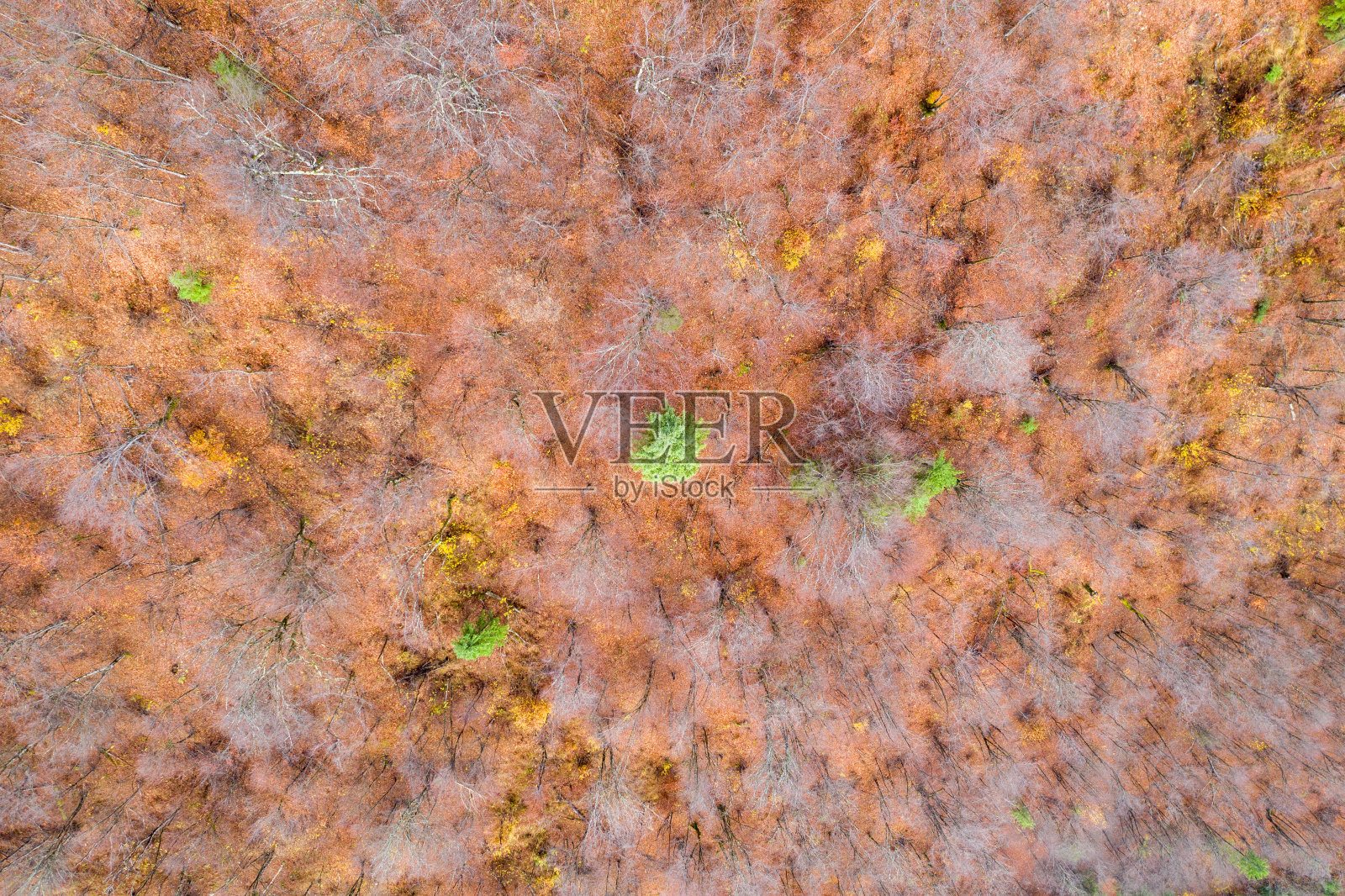 罗马尼亚克鲁日附近森林的鸟瞰图照片摄影图片