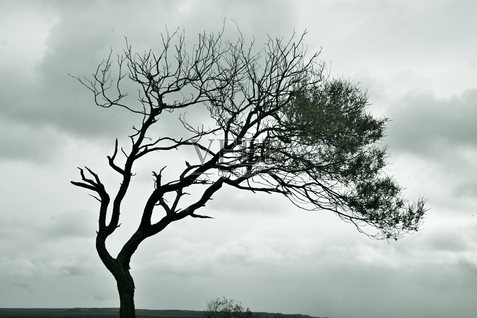 澳大利亚荒野中被强风吹弯的树木照片摄影图片