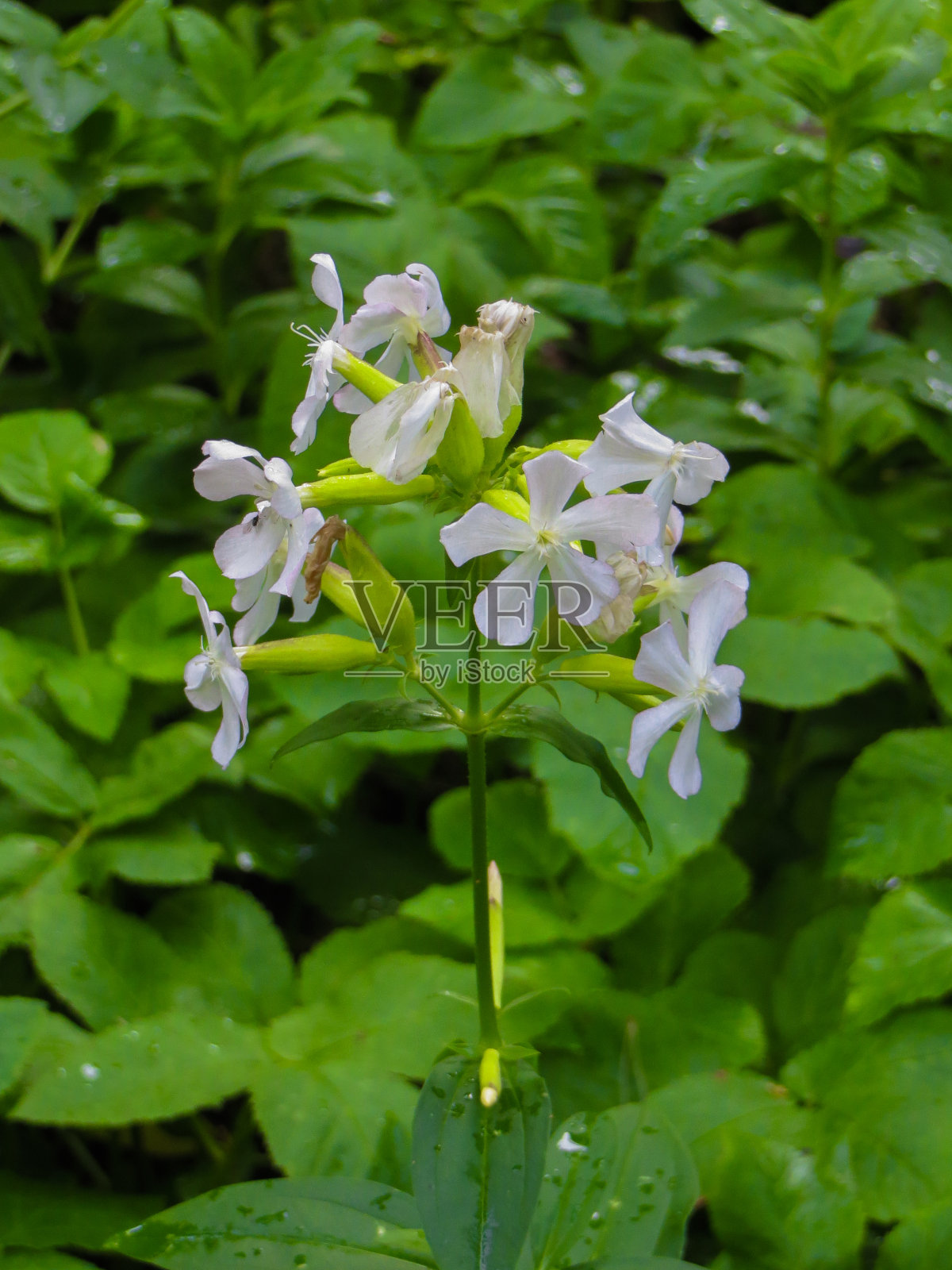 白石竹属石竹科草本、多年生雌雄异株、开花灌木，有五瓣。照片摄影图片