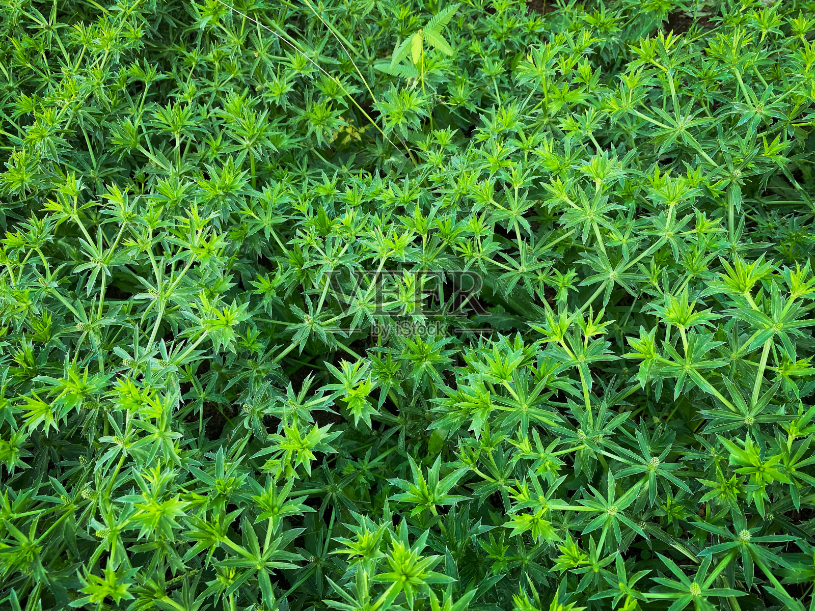 锯齿香菜照片摄影图片