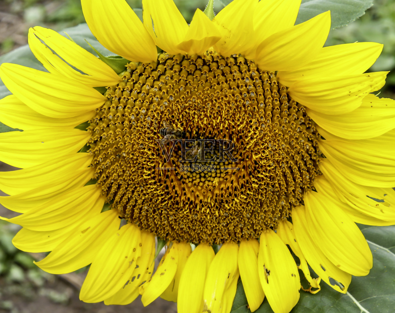 美丽的向日葵照片摄影图片