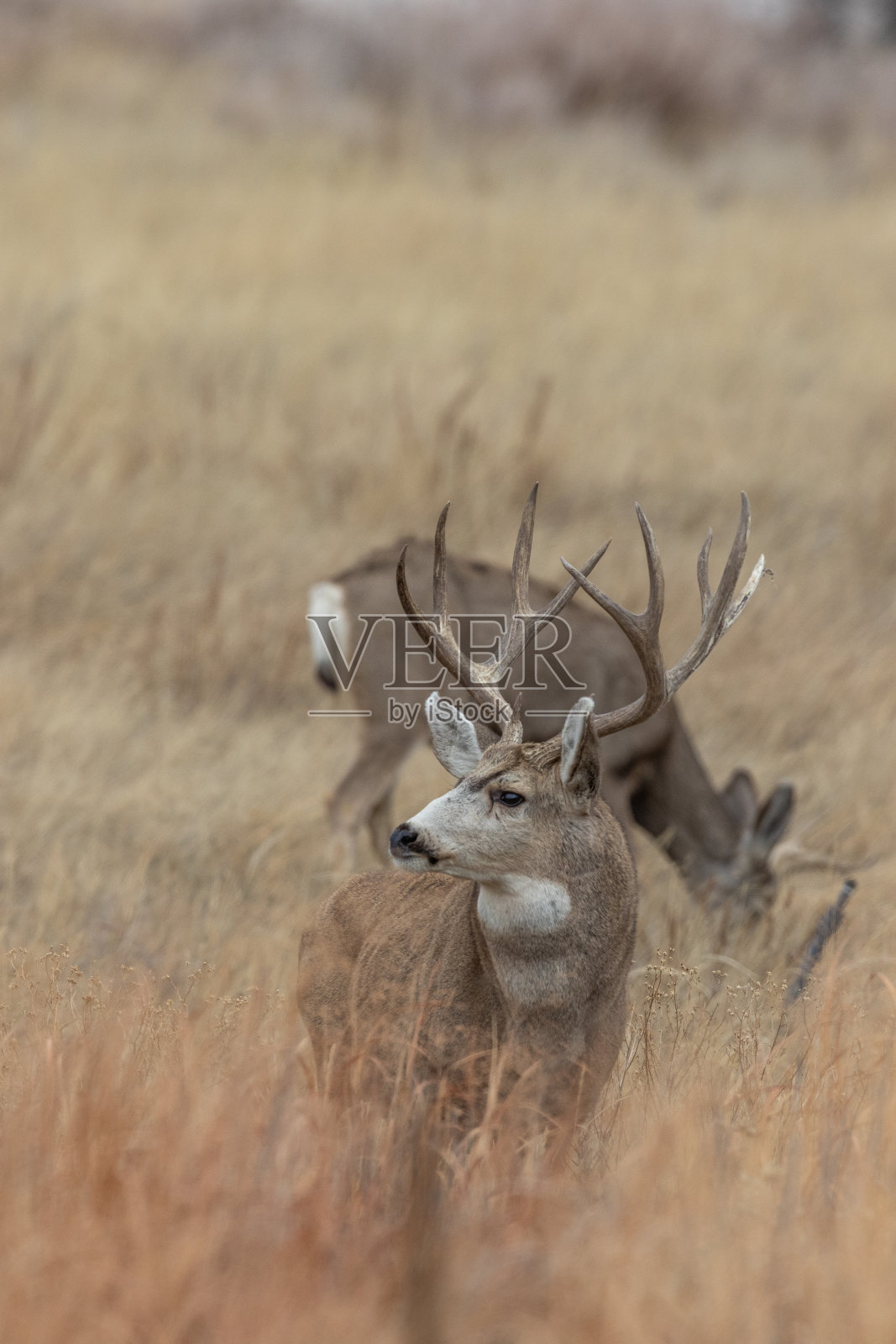 骡鹿在秋天照片摄影图片