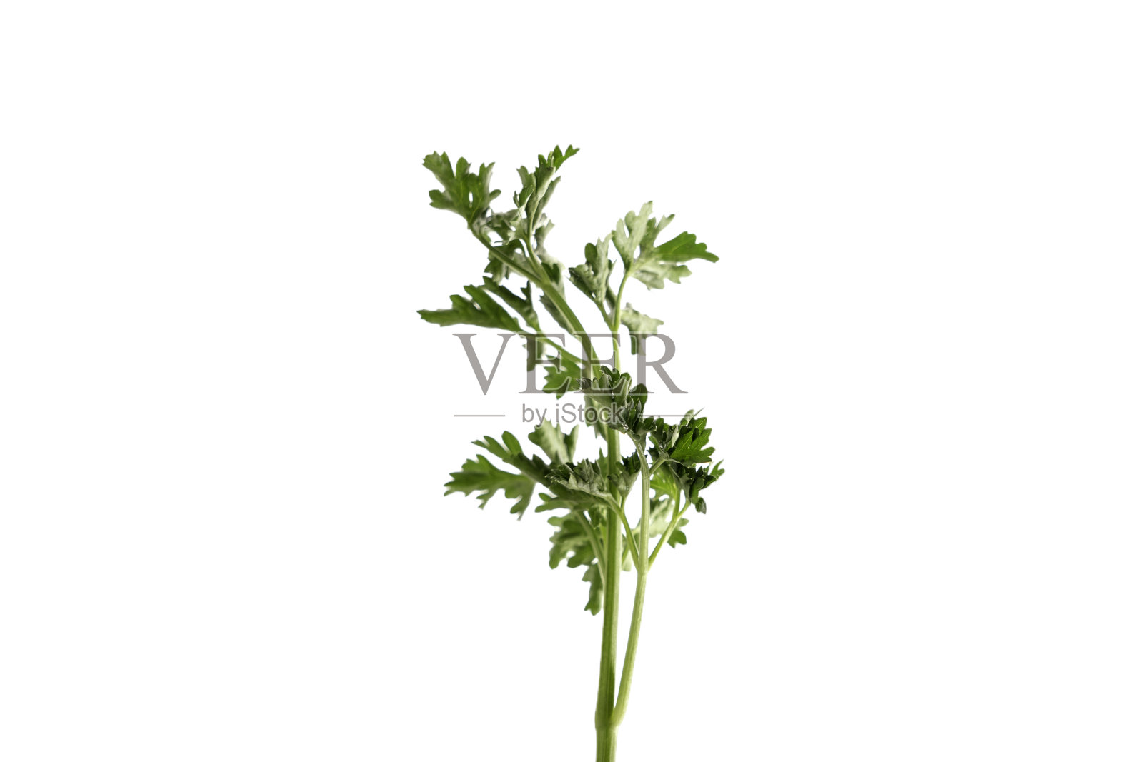 独立白色背景上的欧芹叶 (皱叶欧芹，伞形科)照片摄影图片