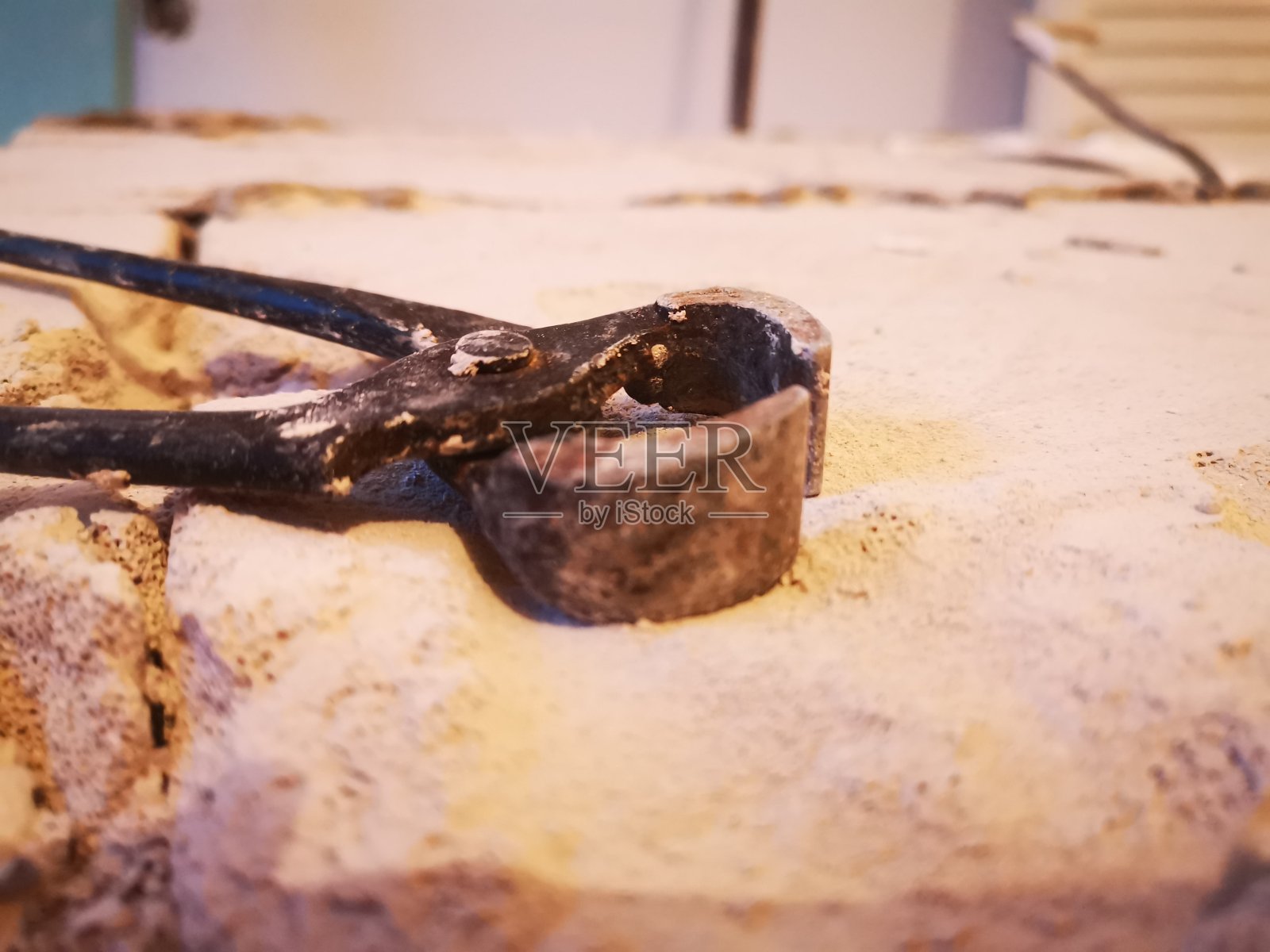 蜱虫照片摄影图片