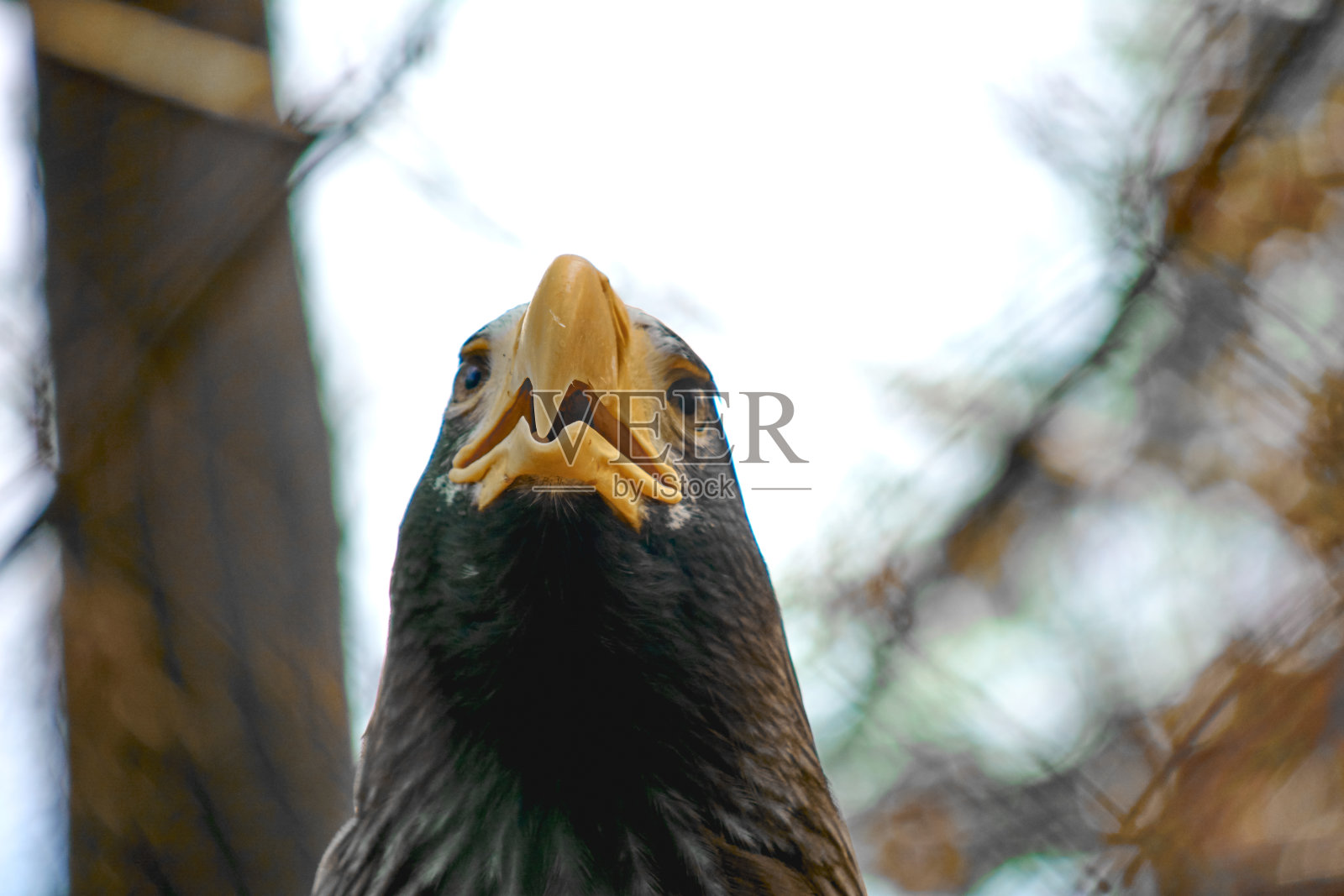 虎头海雕(海雕)特写。大的食肉鸟，有黄色的喙和特有的羽毛。照片摄影图片