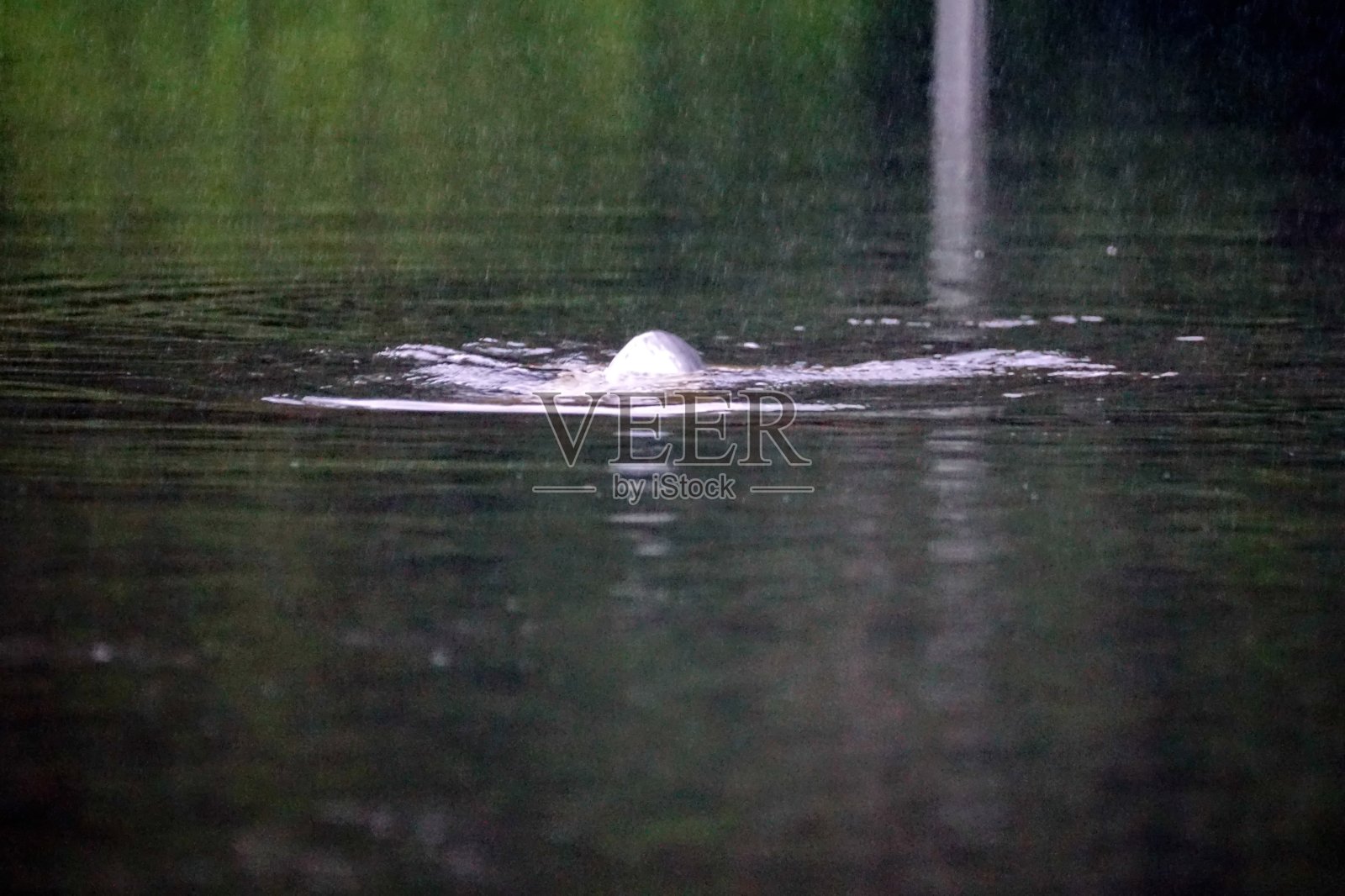 亚马逊河海豚照片摄影图片