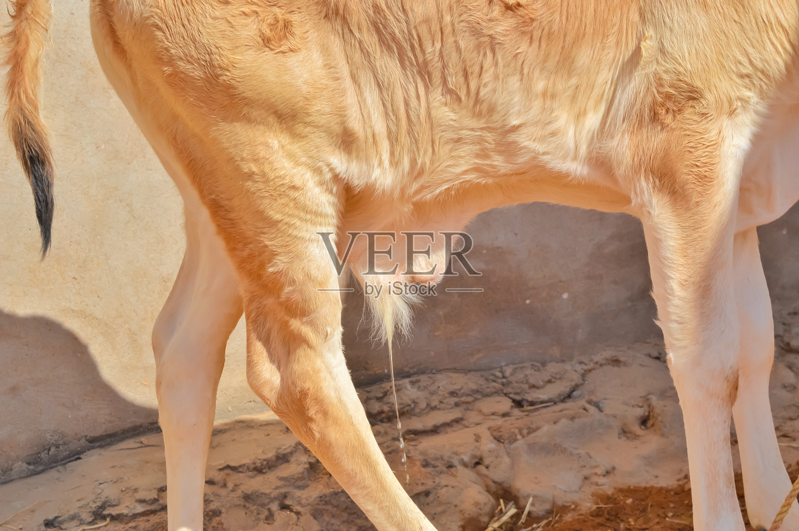 瘤牛在农场，美丽的观点的gir gya,gir小牛，印度古吉拉特邦牛宝宝的观点，棕色和白色的颜色kakrej小牛，小牛在农场，美丽的观点的小牛，棕色的年轻小牛在印度照片摄影图片