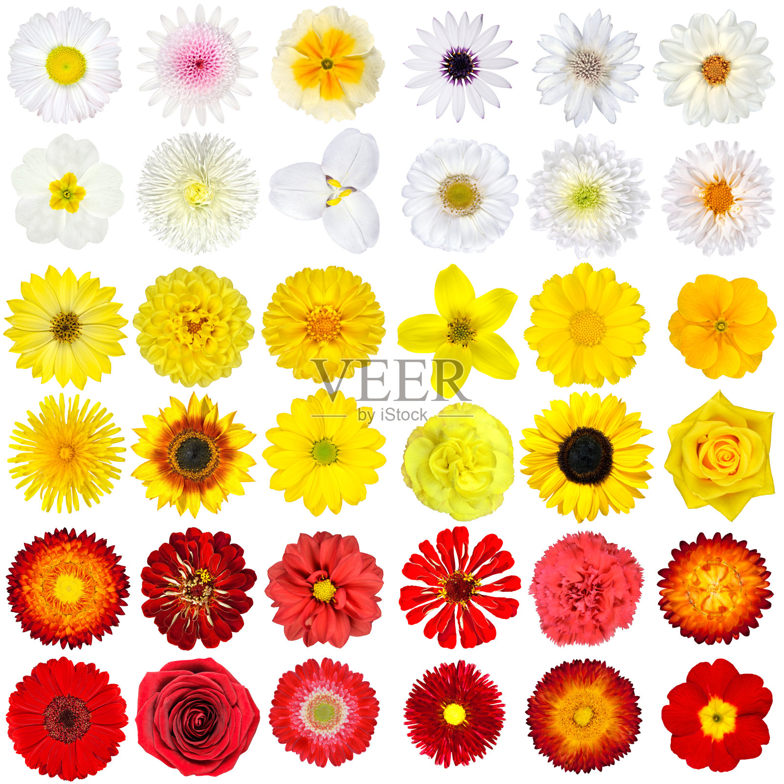 大收集的白色，黄色，橙色和红色野花孤立在白色上照片摄影图片