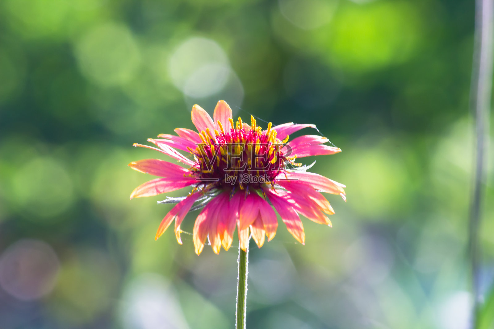 天人菊属植物aristata照片摄影图片