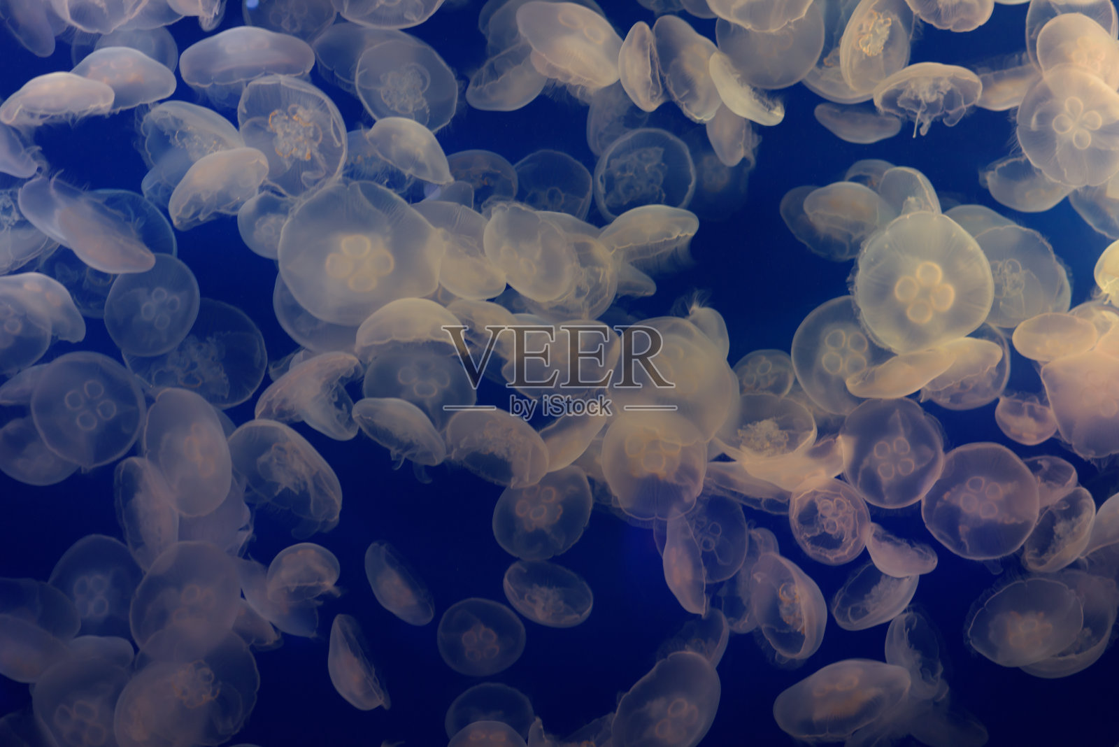 水母照片摄影图片