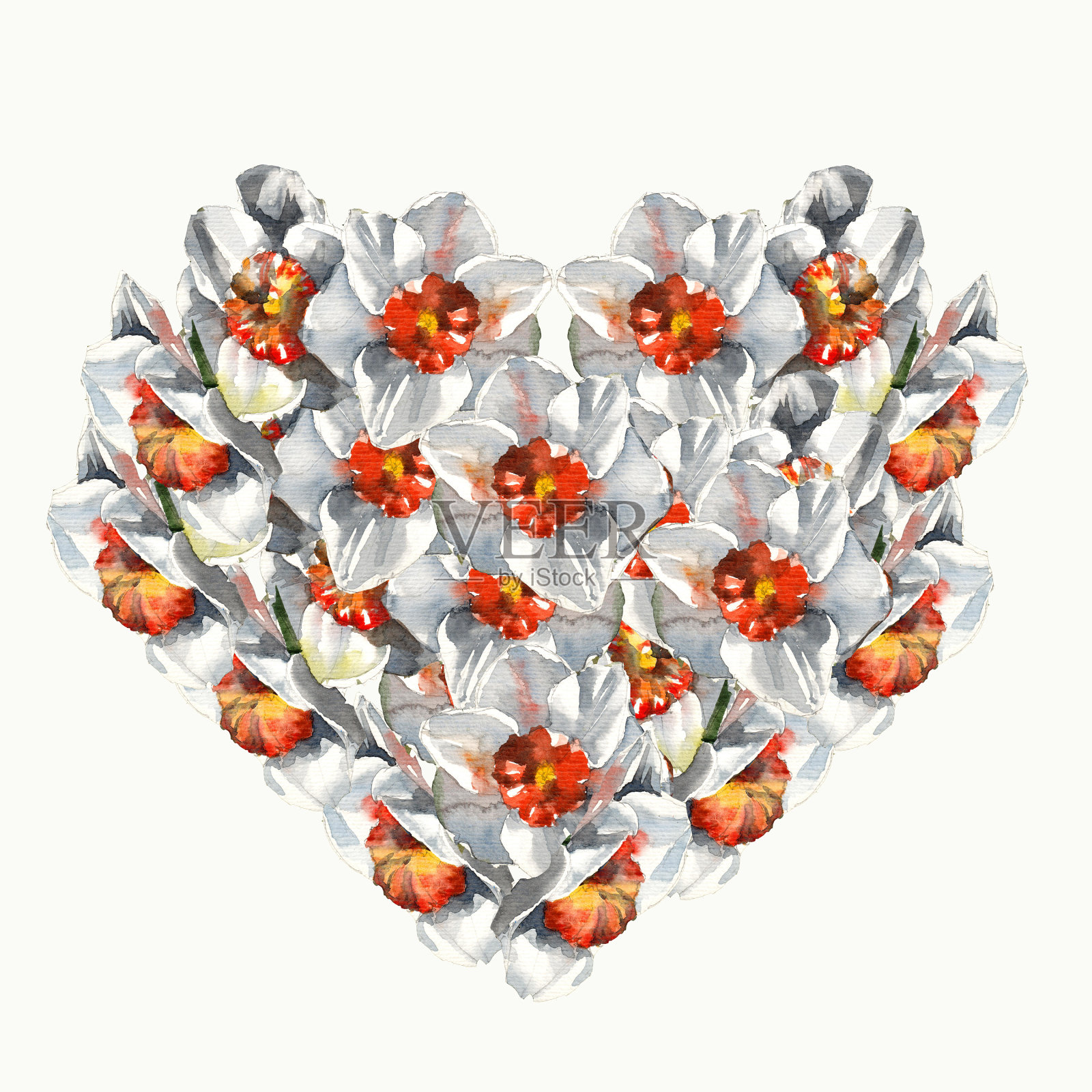 排列的心从水彩素描白色水仙花插画图片素材