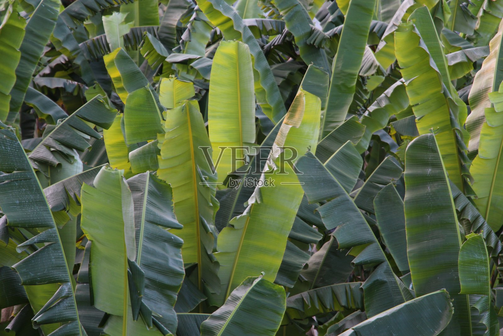 香蕉的叶子照片摄影图片