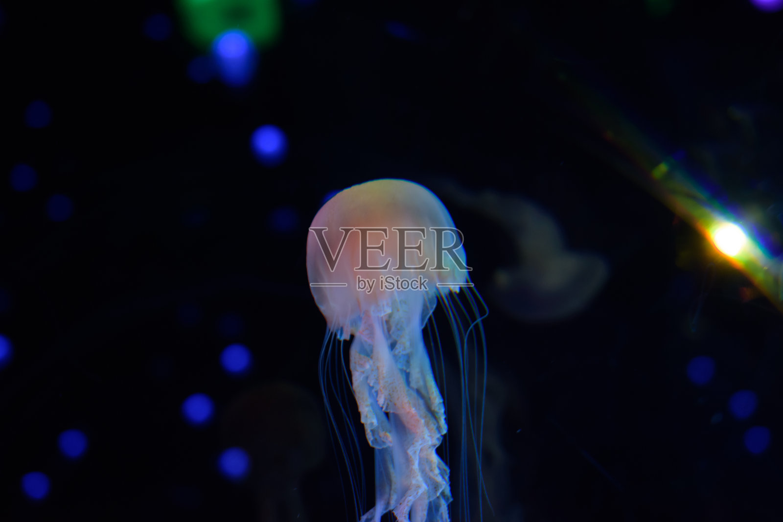 水母照片摄影图片