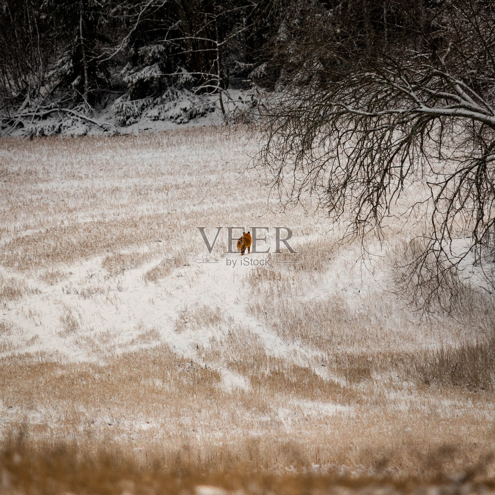 雪地里的狐狸照片摄影图片