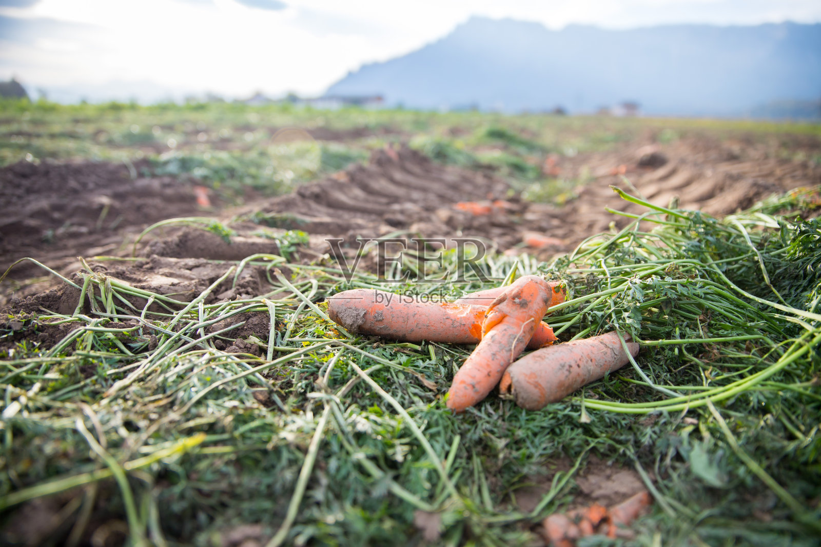 在田里种植玉米，农业照片摄影图片