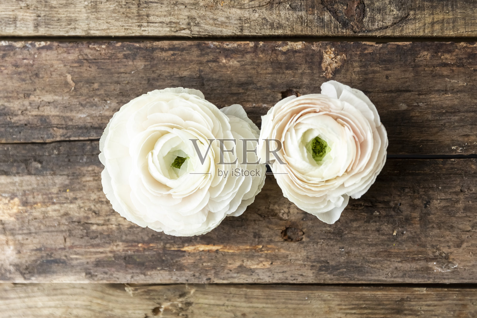 波斯毛茛花在一个木制的肮脏的背景，与自然光线照片摄影图片