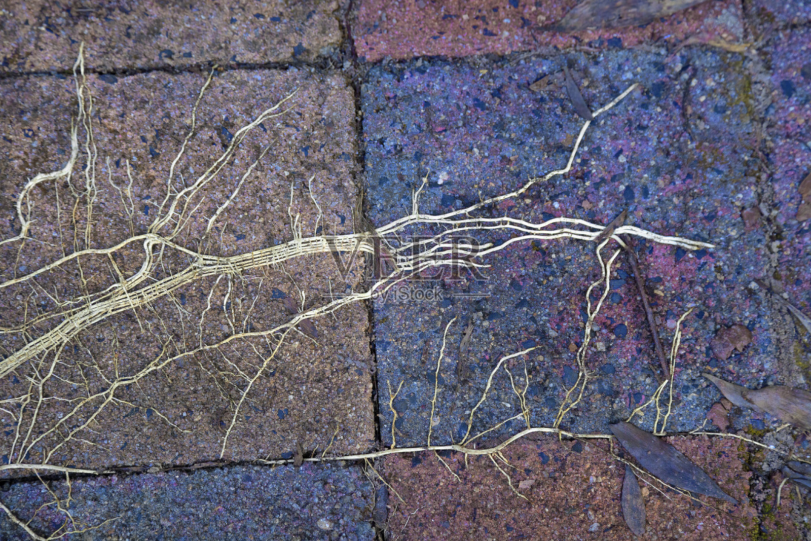 特写的自然分形植物根库兰达附近在热带北昆士兰，澳大利亚照片摄影图片