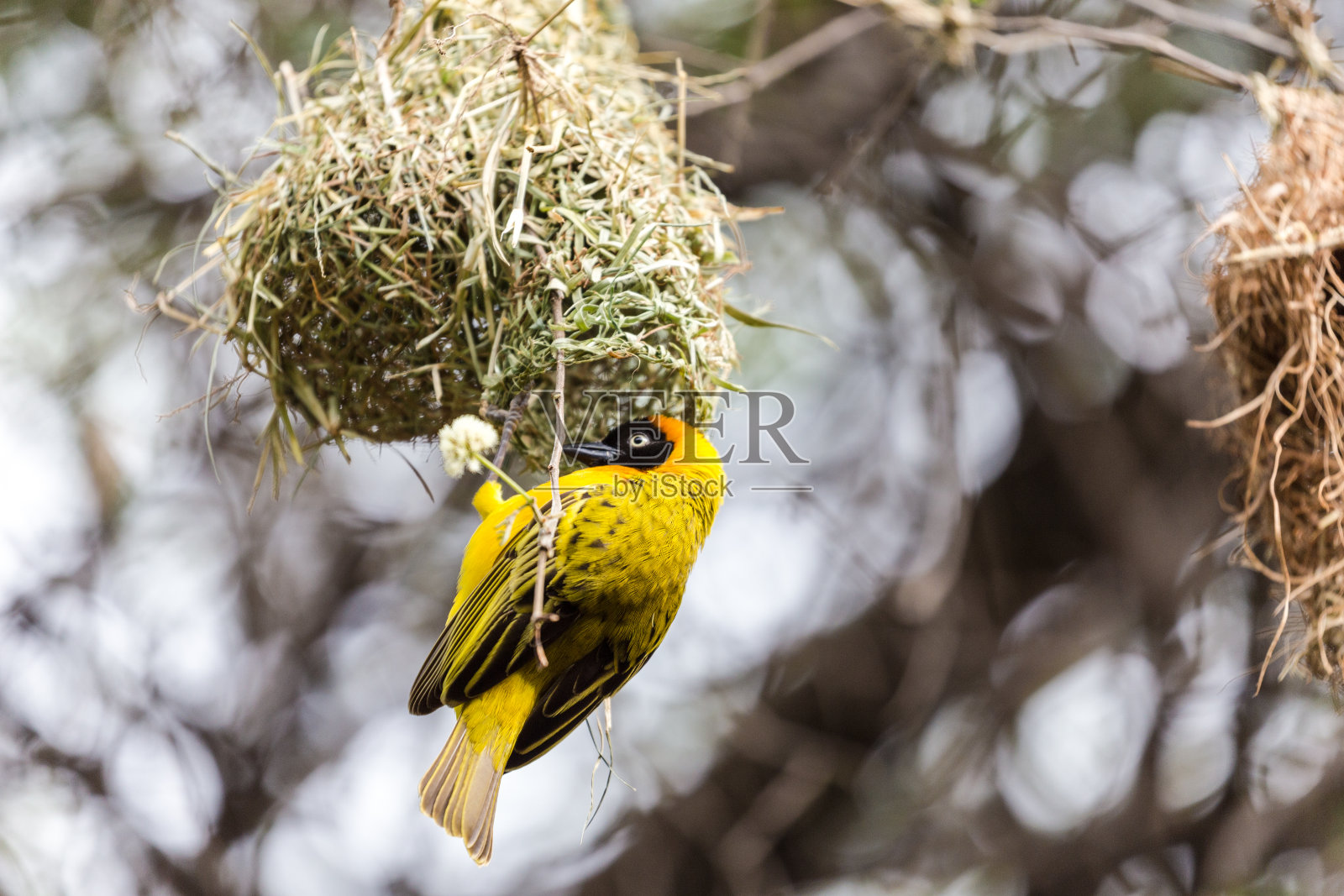斯派克的韦弗。照片摄影图片