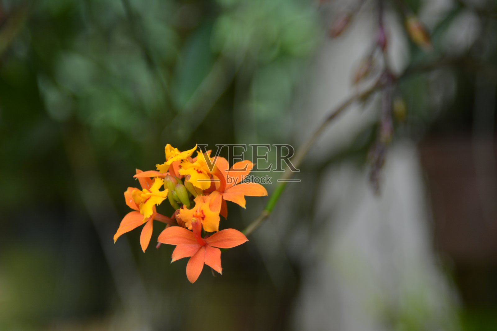 美丽的树兰照片摄影图片