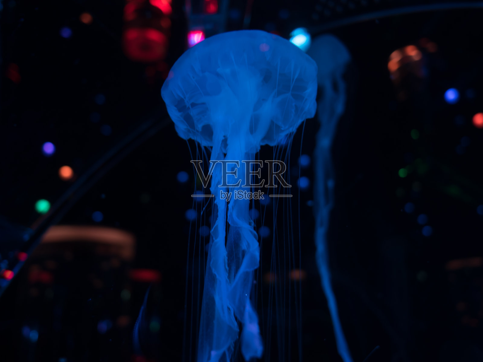 水母照片摄影图片