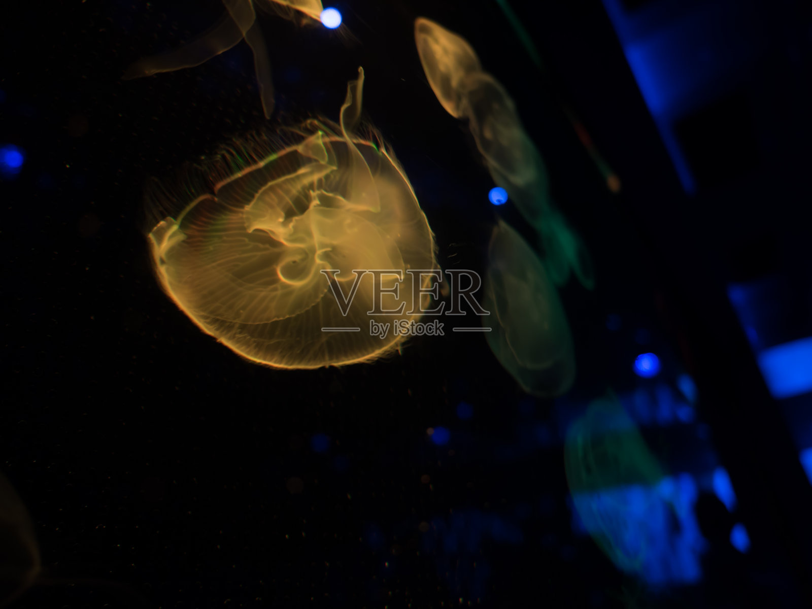 水母照片摄影图片