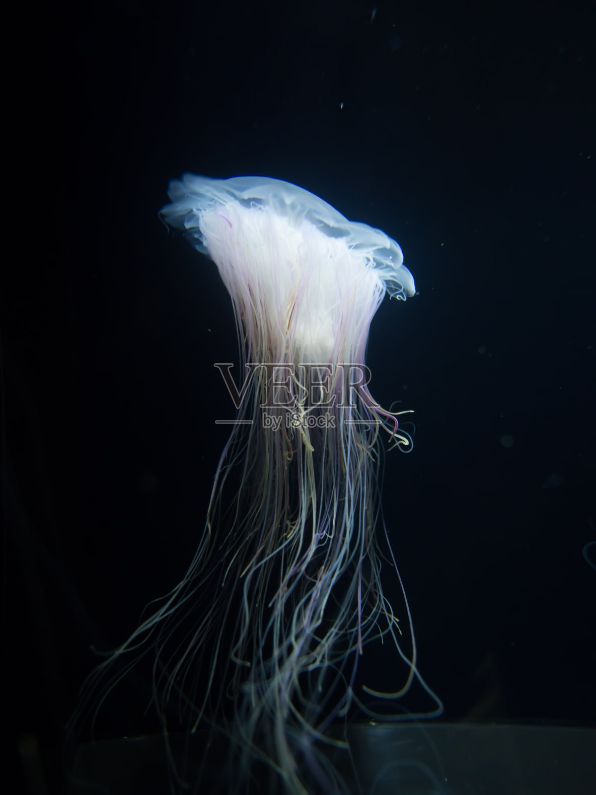 水母照片摄影图片