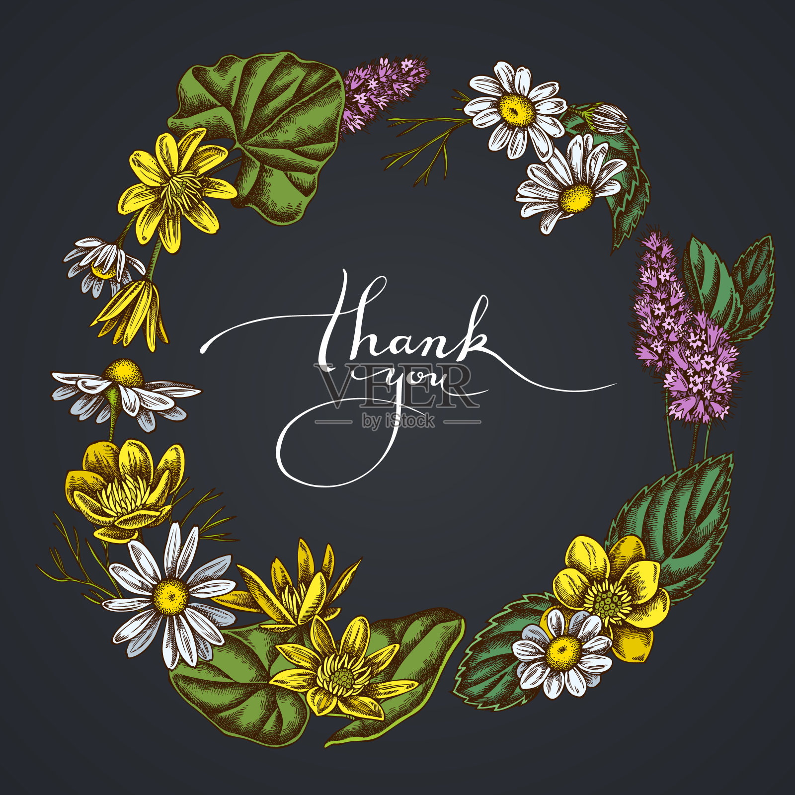 深色白屈菜，甘菊，薄荷组成的花环插画图片素材