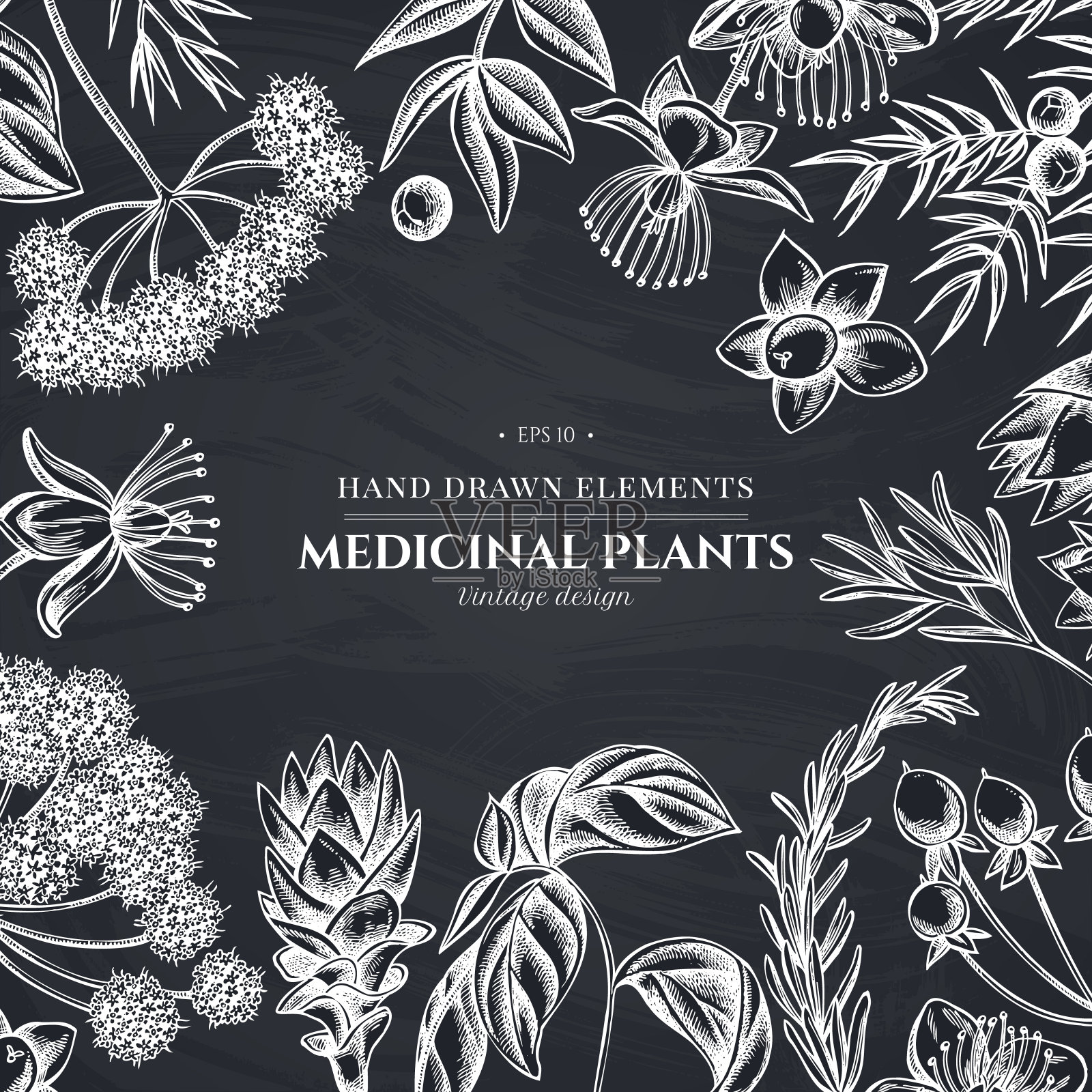 花设计白垩当归，罗勒，杜松，金丝桃，迷迭香，姜黄设计元素图片