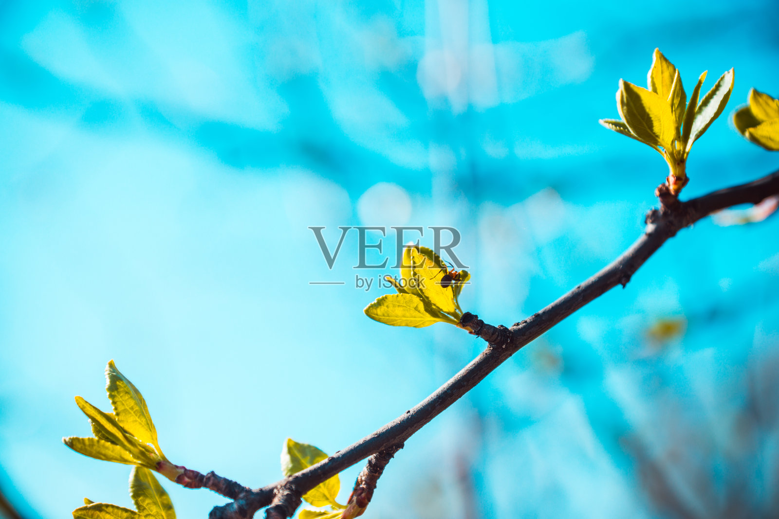 花园里野苹果树上的新叶照片摄影图片