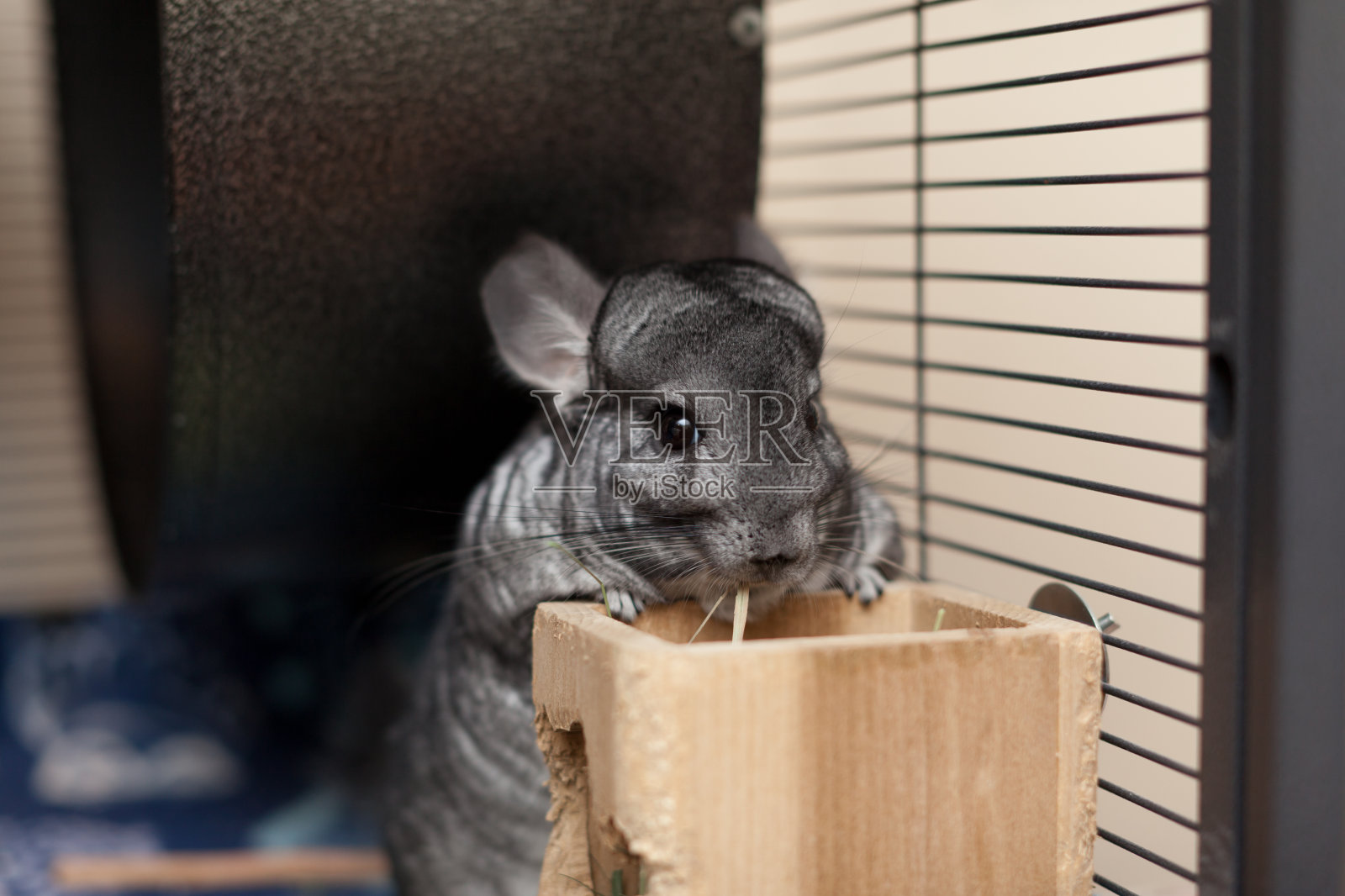 可爱的栗鼠在玩耍照片摄影图片