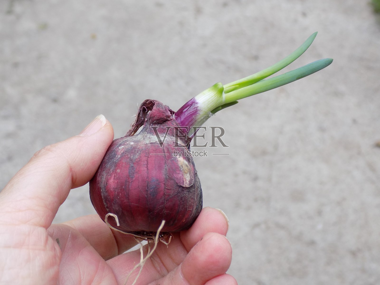 女性手里拿着一个紫色的洋葱球照片摄影图片