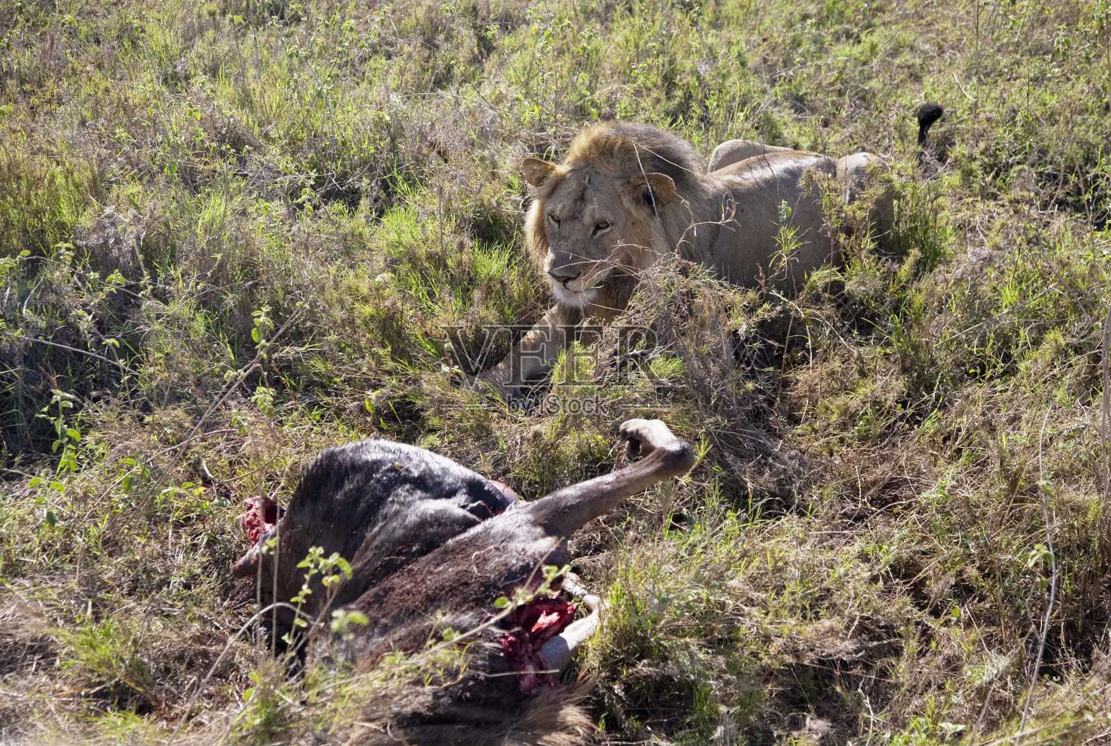 狮子注视着猎物照片摄影图片