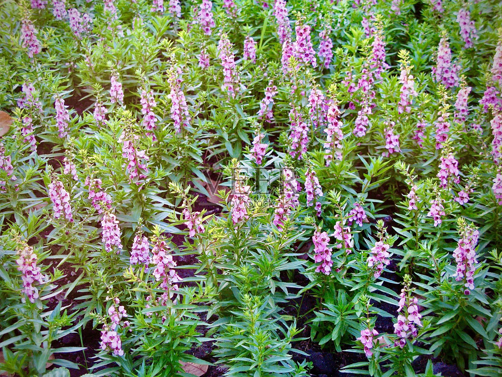 新鲜紫Angelonia或柳叶Angelon花照片摄影图片