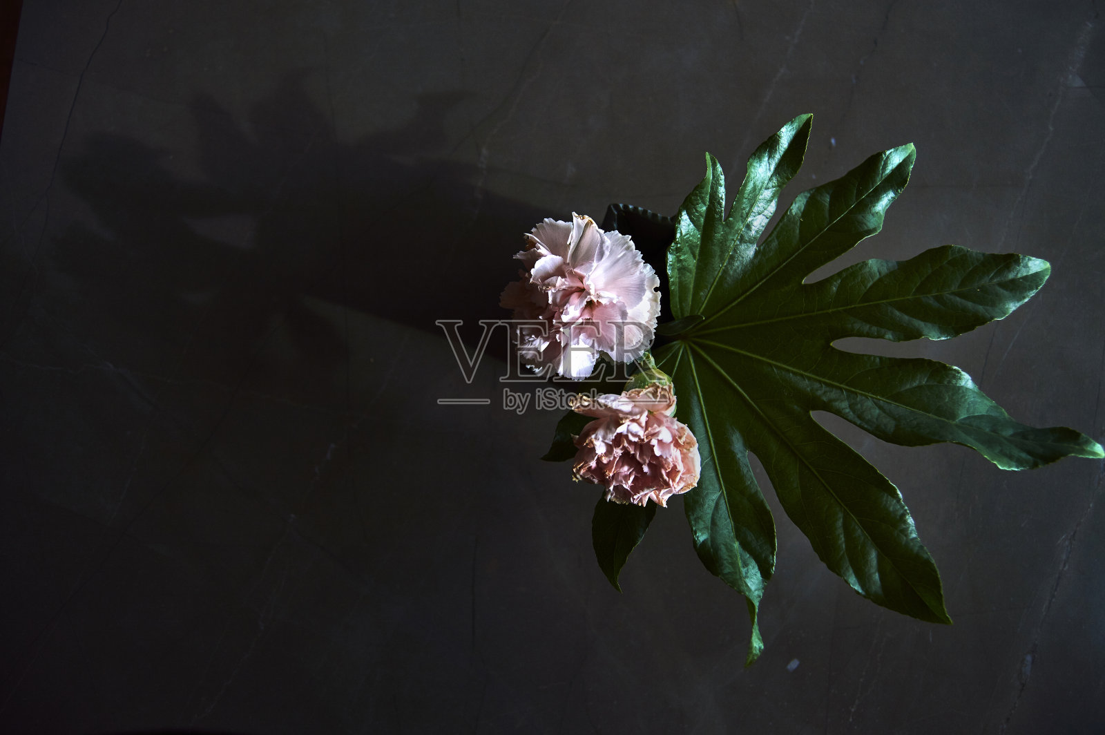 用花装饰照片摄影图片