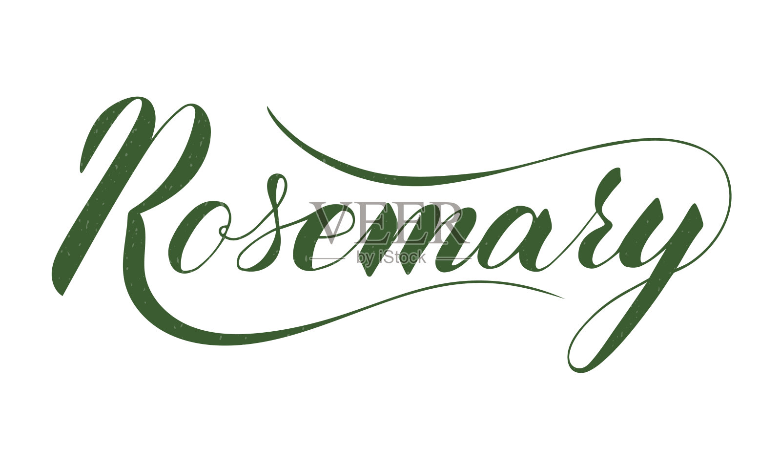 矢量手写迷迭香文字孤立在白色背景设计元素图片