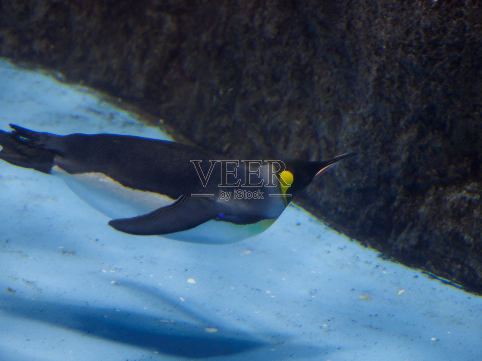 企鹅照片摄影图片