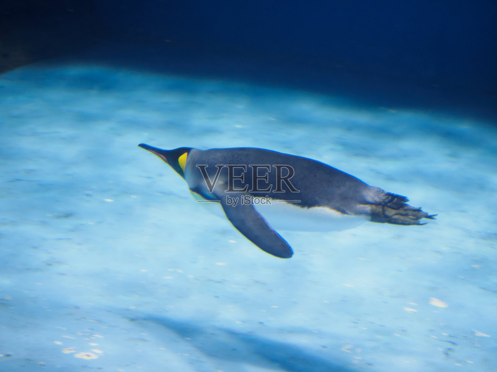 企鹅照片摄影图片