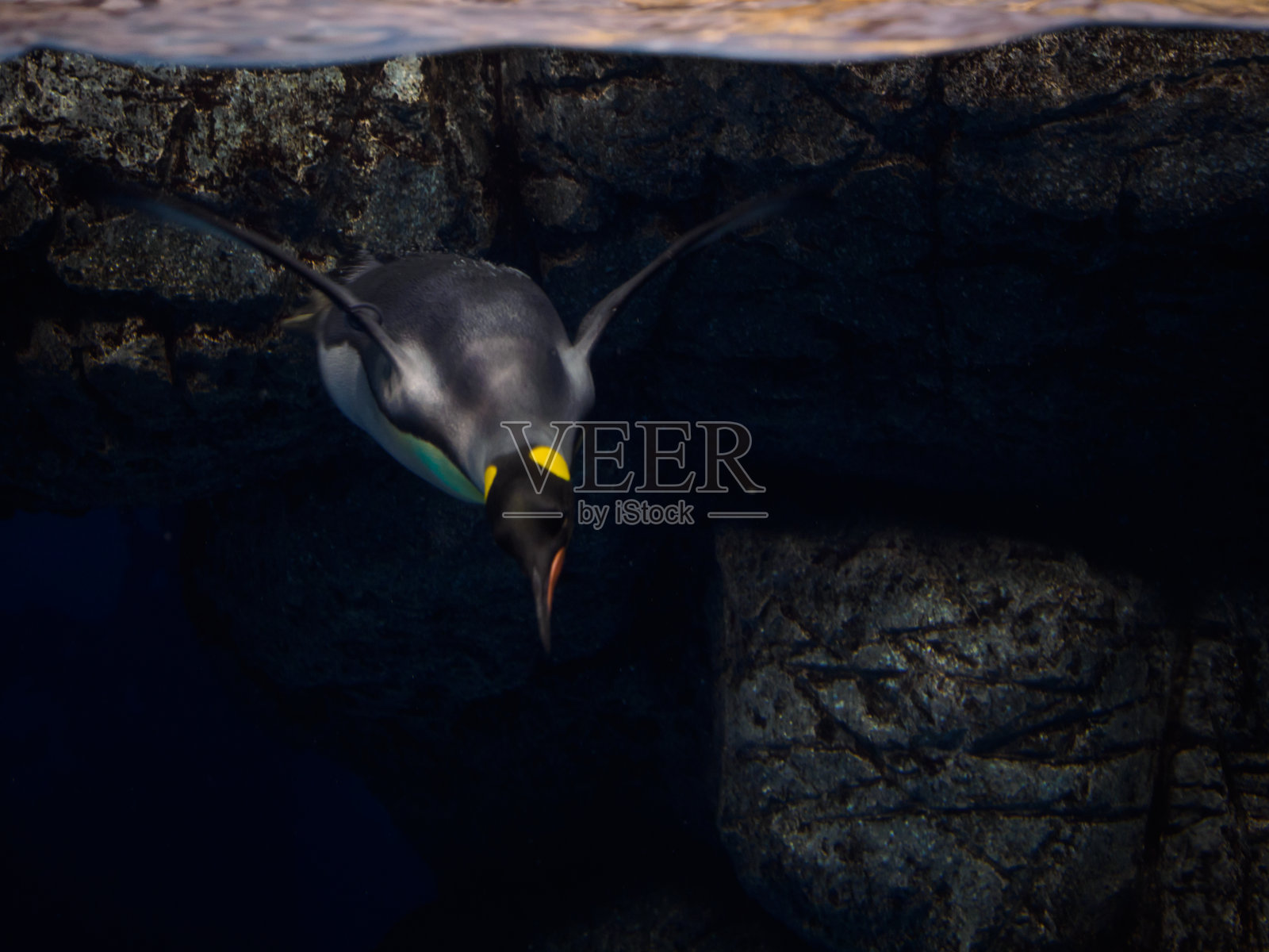 企鹅照片摄影图片