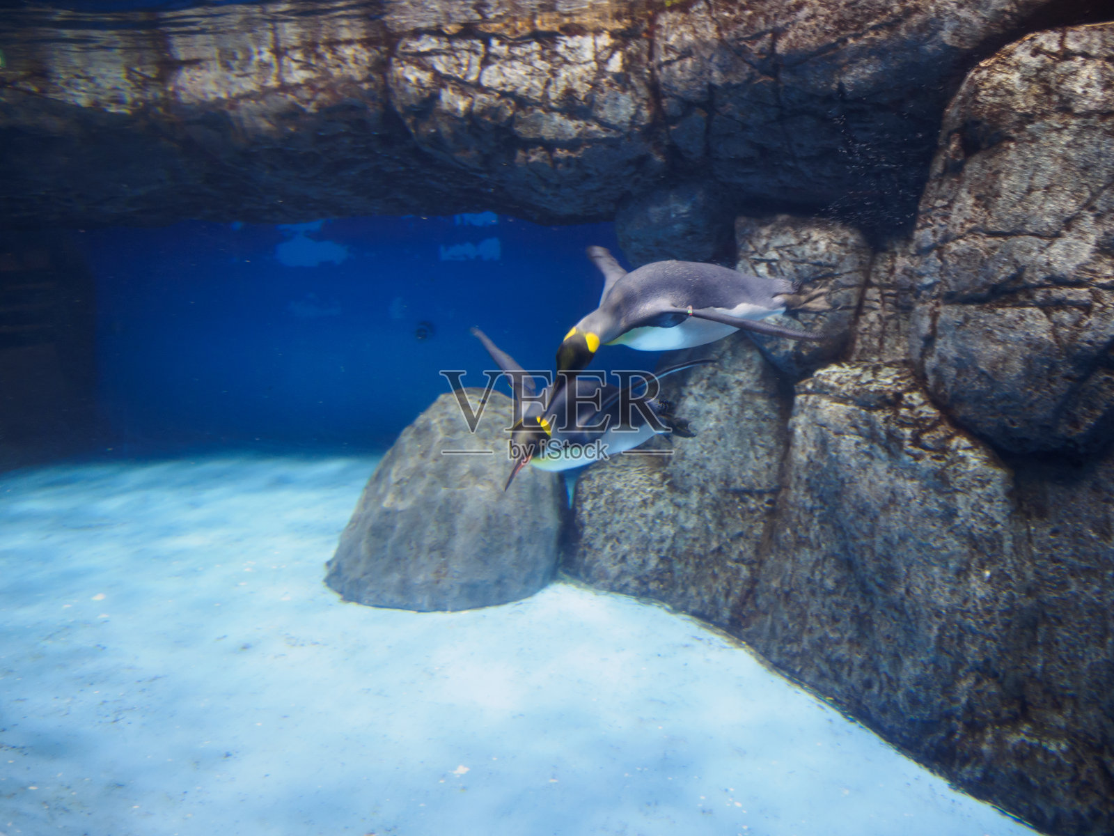 企鹅照片摄影图片