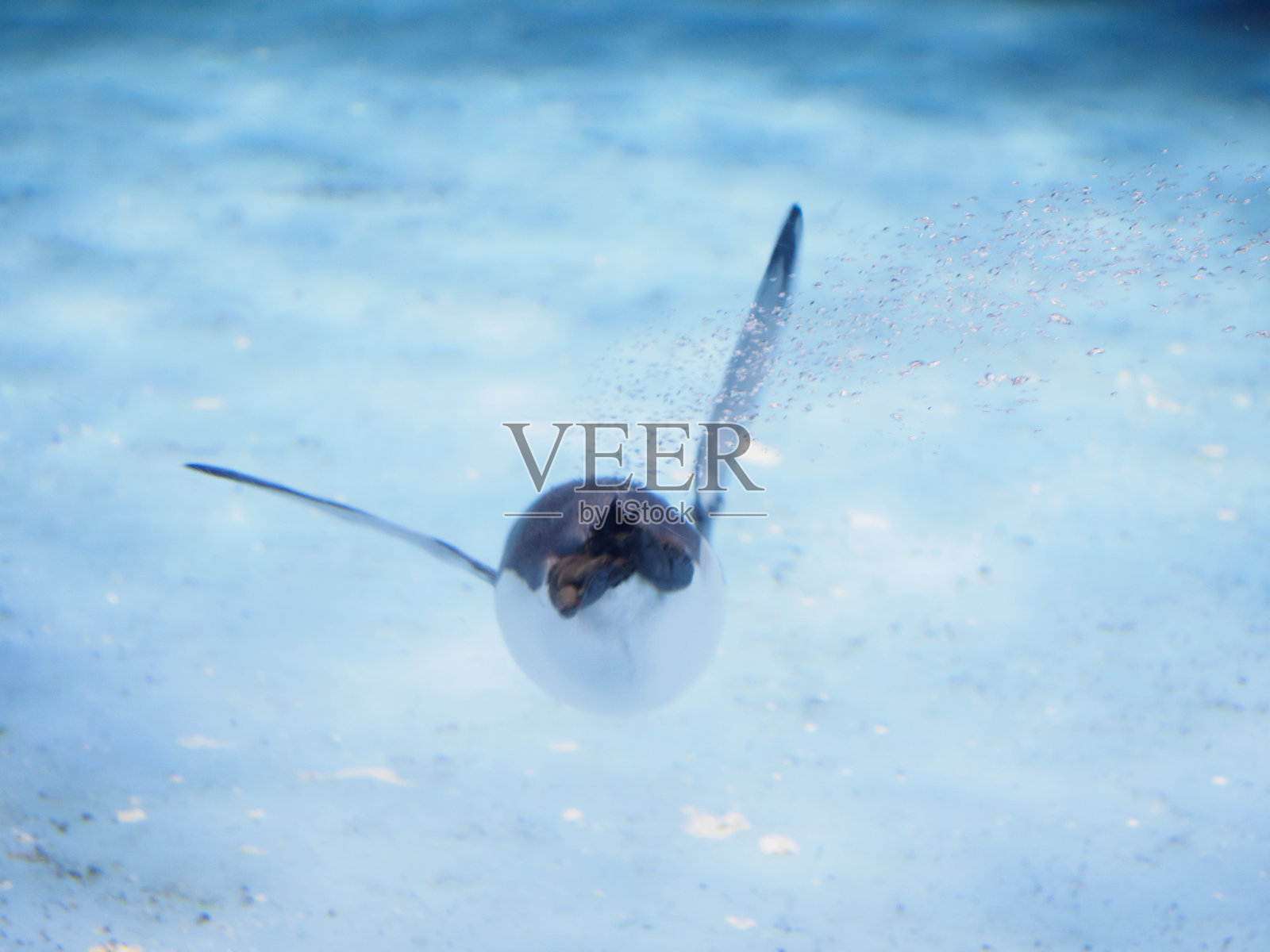 企鹅照片摄影图片