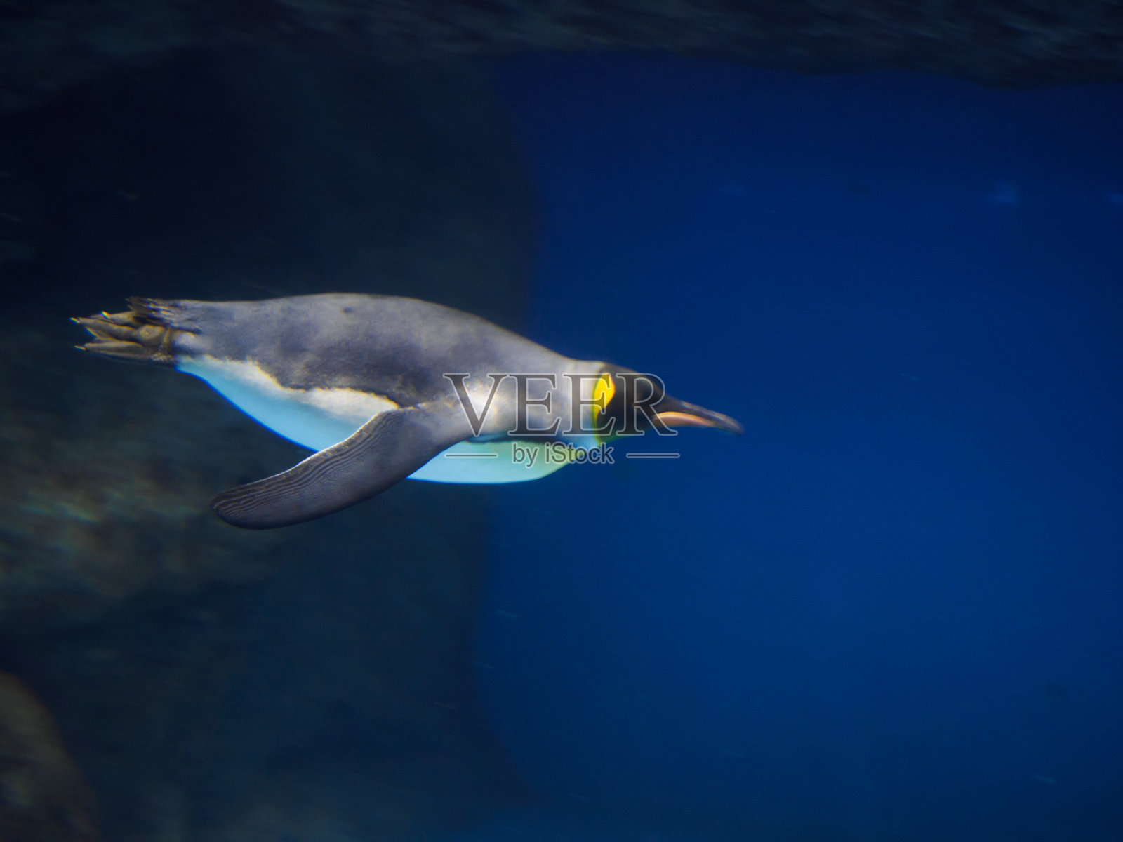 企鹅照片摄影图片